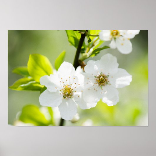 Poster Printemps (Devant)