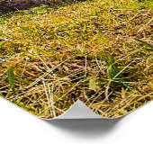 Poster Printemps aux Chutes (Coin)