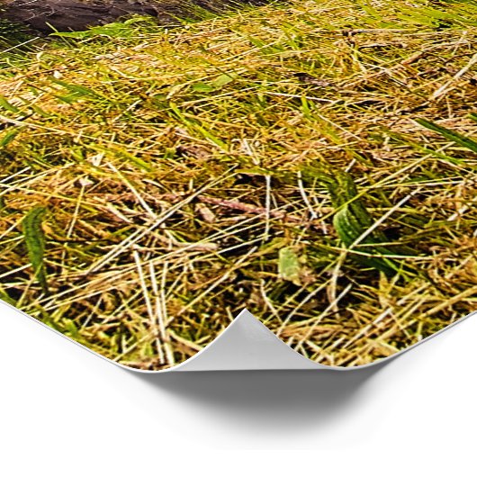 Poster Printemps aux Chutes (Coin)