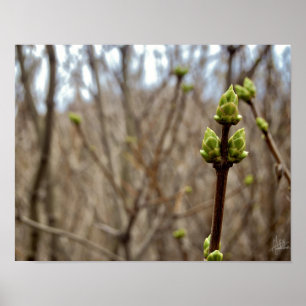 Poster Printemps [copie]