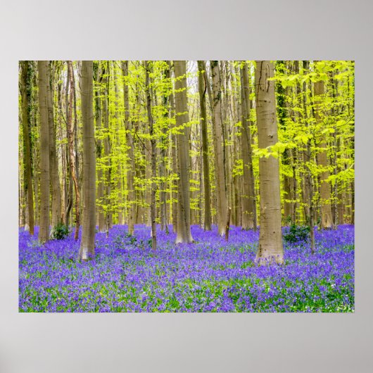Poster Printemps dans la forêt bleue (Devant)