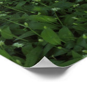 Poster Printemps dans les bois (Coin)