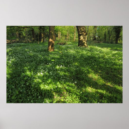 Poster Printemps dans les bois (Devant)