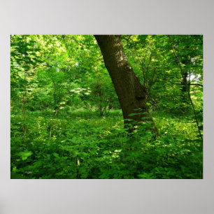 Poster Printemps dans les bois