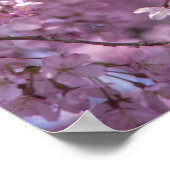 Poster Printemps de fleurs de cerisiers (Coin)