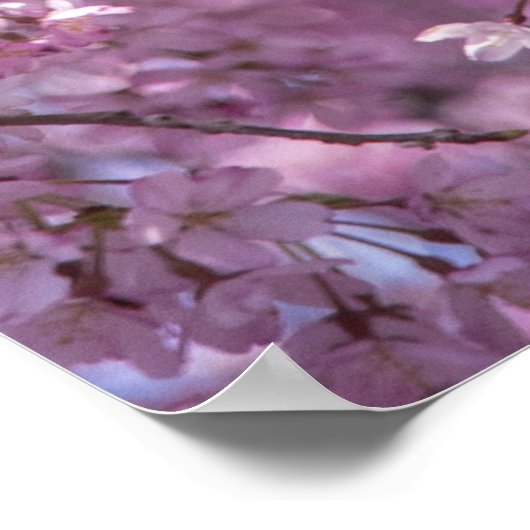 Poster Printemps de fleurs de cerisiers (Coin)