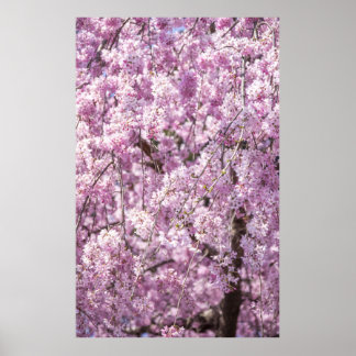 Poster Printemps de fleurs de cerisiers