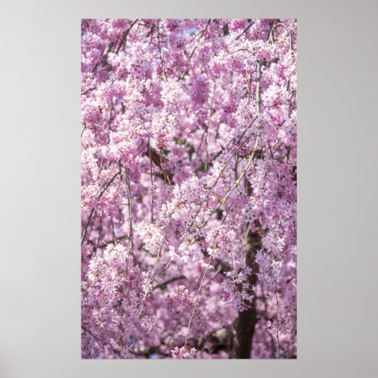 Poster Printemps de fleurs de cerisiers (Devant)