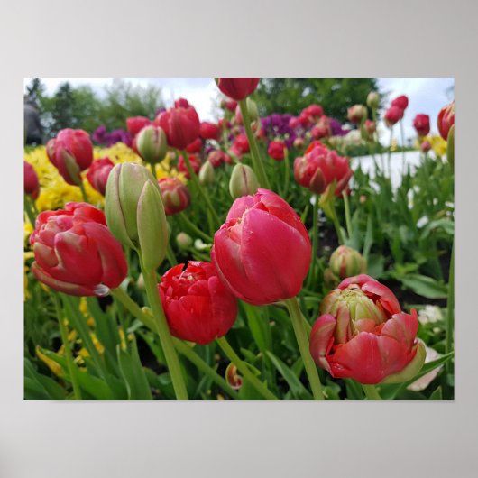 Poster Printemps des Tulipes rouges (Devant)