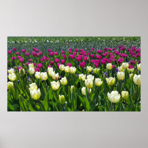 Poster Printemps en Hollande avec tulipes