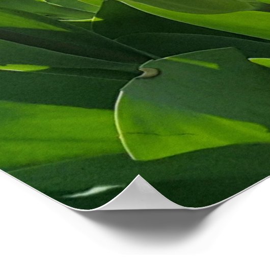 Poster Printemps en Hollande avec Tulips (Coin)