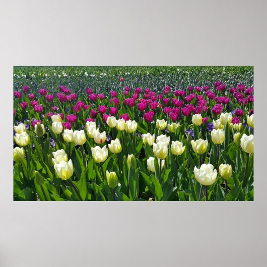 Poster Printemps en Hollande avec Tulips (Devant)