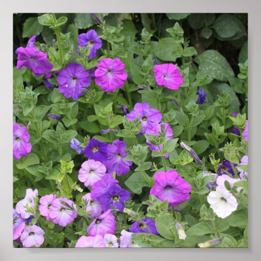 Poster Printemps Été Floral Purple Petunia Décor (Devant)