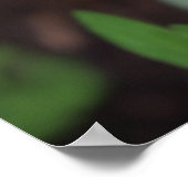 Poster Printemps éveil, Tulipes (Coin)