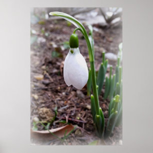 Poster Printemps février