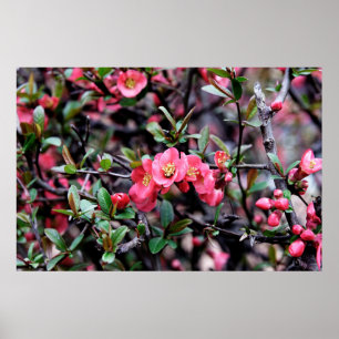 Poster Printemps Fleur Rose