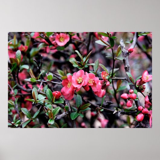 Poster Printemps Fleur Rose (Devant)
