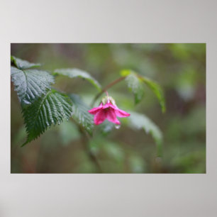Poster printemps fleur rose sauvage sous la pluie
