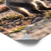 Poster Printemps - Renard arctique (Coin)