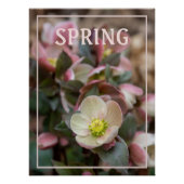 Poster PRINTEMPS Rose Lenten (Devant)