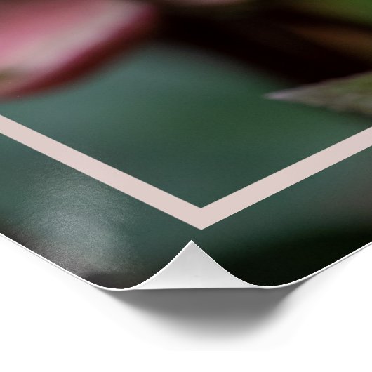 Poster PRINTEMPS Rose Lenten (Coin)