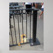 Poster Prisonnier de chats (Devant)