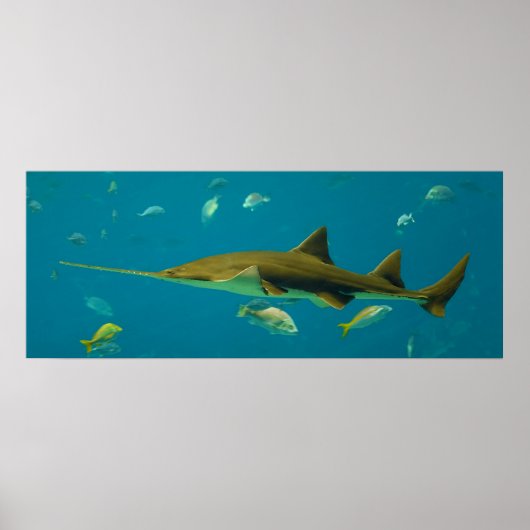 Poster Pristis pectinata de petite dent (Devant)