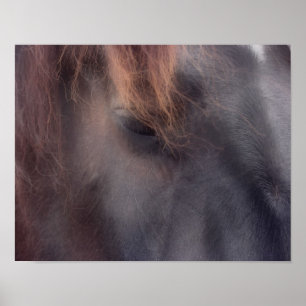 Poster Private Thoughts Horse Eye