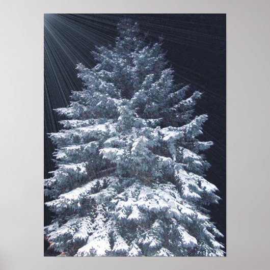 Poster Prix TBA - Lumières de pin (Devant)