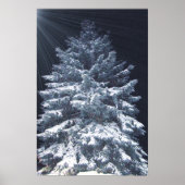 Poster Prix TBA - Lumières de pin (Devant)
