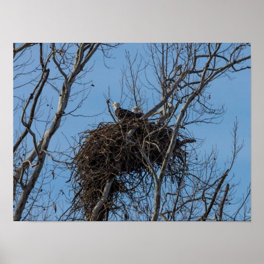Poster Problème de double aigle (Devant)
