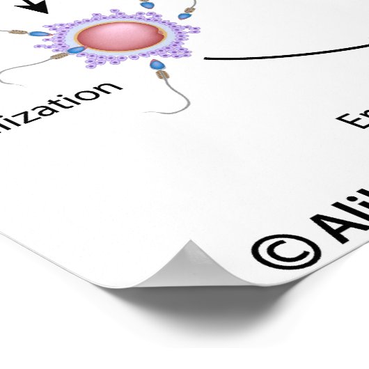 Poster Procédure de Fertilisation in vitro (FIV) étiqueté (Coin)