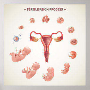 Poster Processus de fertilisation humaine