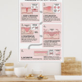 Poster Processus de guérison des plaies : 5 étapes de la  (Cuisine)