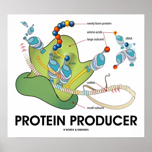 Poster Producteur de protéines (biologie moléculaire) (Devant)