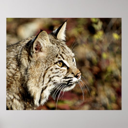 Poster Profil Bobcat (Devant)