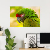 Poster Profil d'ara au zoo de Santa Barbara (Bureau à domicile)