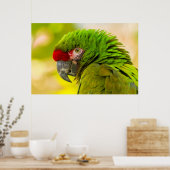 Poster Profil d'ara au zoo de Santa Barbara (Cuisine)