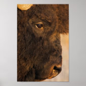 Poster Profil de Buffalo (Devant)