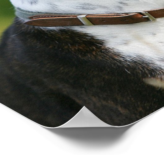 Poster Profil de chien de boxe (Coin)