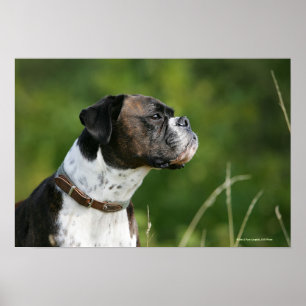Poster Profil de chien de boxeur
