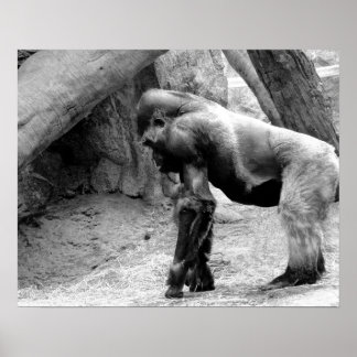 Poster Profil de Gorilla masculin en noir et blanc