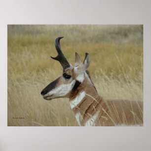 Poster Profil de jeune buck d'antilope à fourche A4 tête 