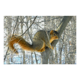 Poster Profil de l'écureuil Fox
