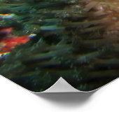 Poster Profil de poisson-lionne (Coin)