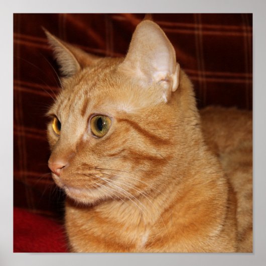 Poster Profil de visage de chat Tabou orange (Devant)