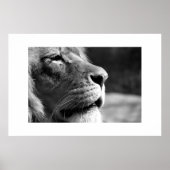 Poster Profil du lion (Devant)