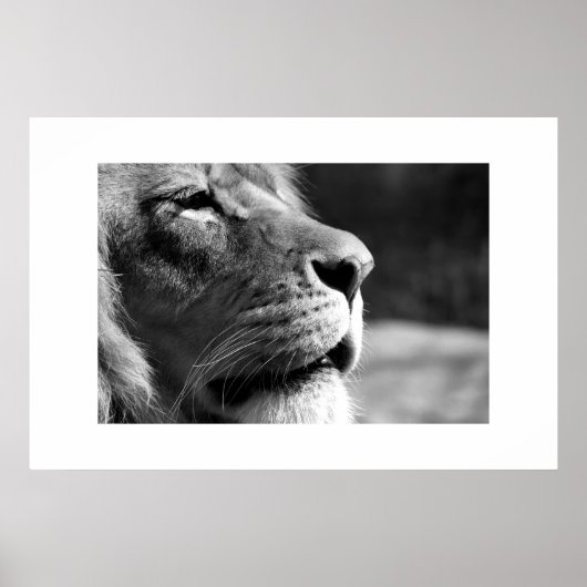 Poster Profil du lion (Devant)