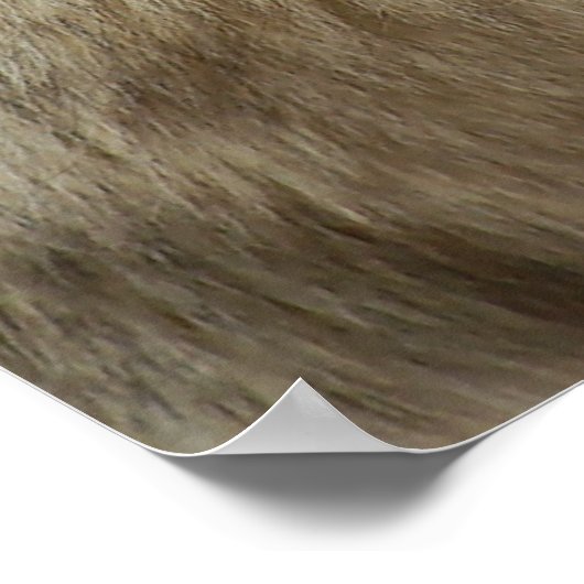 Poster Profil d'un loup (Coin)