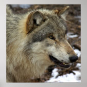 Poster Profil d'un loup (Devant)